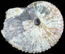 Hoploscaphites Ammonite - South Dakota #62598-1